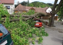 Kwikfynd Tree Cutting Services
moonem
