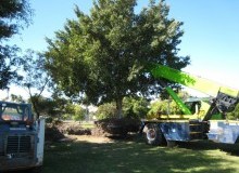 Kwikfynd Tree Management Services
moonem